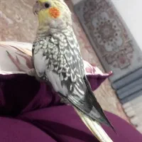 یک جفت عروس هلندی|پرنده|قائمشهر, |دیوار