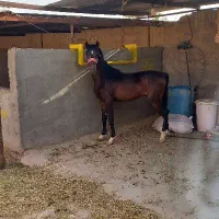 کره نریون عرب خالص ایرانی
