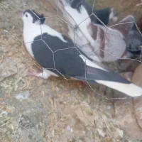 کبوتر|پرنده|زابل, |دیوار