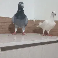 برای فروش|پرنده|تاتار علیا, |دیوار