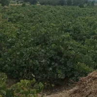 باغ انگور|فروش زمین و ملک کلنگی|نیشابور, فضل|دیوار