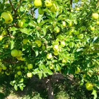 کارگر برای سیب چینی