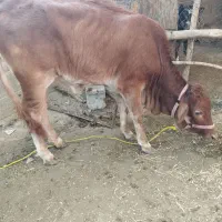 فروش گاو و گوساله|حیوانات مزرعه|لامرد, |دیوار