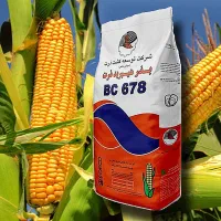 بذر ذرت BC678