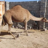 شتر بافق
