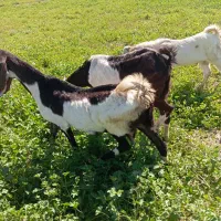 دوعدد بز پاکستانی