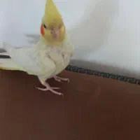 عروس هلندی|پرنده|نرماشیر, |دیوار