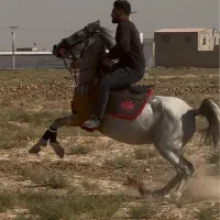 مادیان ۷ سال