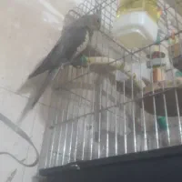 دو دونه  عروس هلندی دستی سخنگو دستی