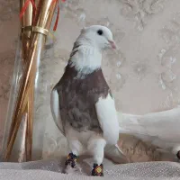 کفتر طوقی|پرنده|بروجرد, |دیوار