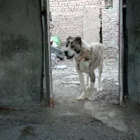 واگذاری سگ