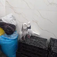 جفت طوقی کاکلی بشرط|پرنده|ری, علایین|دیوار