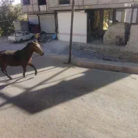 اسب و کره اسب