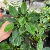 فیلودندرون برکین