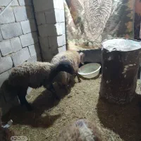 ۱۴راس کاورنرجفتی۳۰میلیون