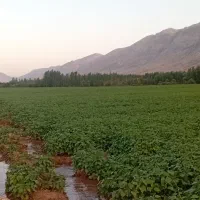 کاه گندم خصیل