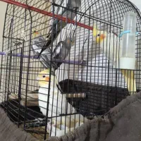 جوجه عروس هلندی|پرنده|رشت, چمارسرا|دیوار