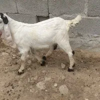 بزپاکستانی