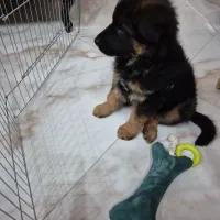 توله ژرمن شپرد مو بلند