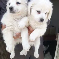 چهار تا توله سگ