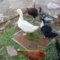 اردک جفت تخم گذار