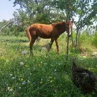 فروش اسب