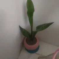 گل سانسوریا