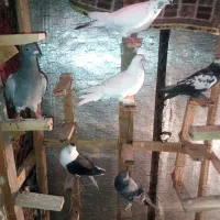 کفتر پلاکی و بهبونی|پرنده|شیراز, محراب|دیوار