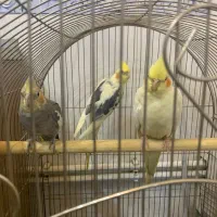 ۳ عدد عروس هلندی