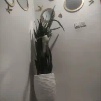 لوستراشپزخانه|لوستر و چراغ آویز|گلبهار, شهر جدید گلبهار|دیوار