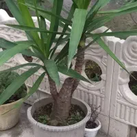 تعدادی گلهای زیبا به فروش میرسد|گل و گیاه طبیعی|احمدسرگوراب, |دیوار