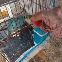 مرغ عشق مولد|پرنده|کرج, فاز ۲ مهرشهر|دیوار