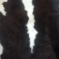 پوست گاو خشک شده سالم