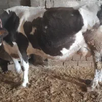 گاوسیمنتال|حیوانات مزرعه|داران, |دیوار