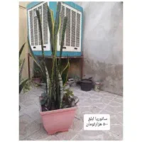 گل و گیاه طبیعی|گل و گیاه طبیعی|خوی, |دیوار