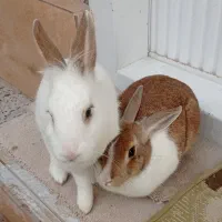 فروش خرگوش