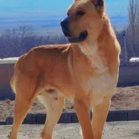 واگذاری‌ سرابی