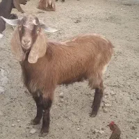 کهره نر عالی بذری