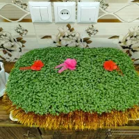 سبزه با قیمت مناسب