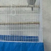 طوطی راهب ابی