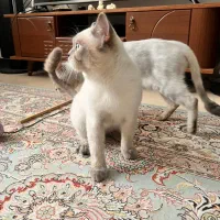 گربه بلو|گربه|کرج, اسدآباد|دیوار