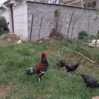 تخم مرغ لاری|حیوانات مزرعه|خشکبیجار, |دیوار