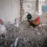 مرغ و خرو و بوقلمون|حیوانات مزرعه|کرج, حسن آباد|دیوار