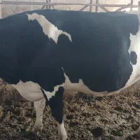 کار در گاوداری