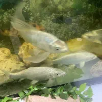 ماهی کوی نقره ای زیبا و سالم و سرحال به شرط|ماهی|تهران, دروازه شمیران|دیوار