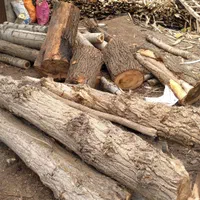 خرید چوب و درخت|خدمات باغبانی و درختکاری|همدان, |دیوار