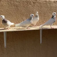 ۳۷ عدد طوقی |پرنده|شهرضا, |دیوار