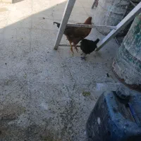۱مرغ و۲عددباروکه