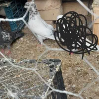 کبوتر|پرنده|کوهدشت, |دیوار