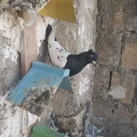 کبوتر|پرنده|اهواز, لشکرآباد|دیوار